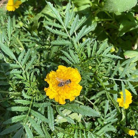 Joca Daire Bajina Basta Dış mekan fotoğraf