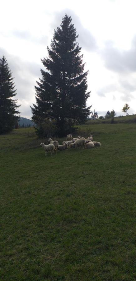 Joca Daire Bajina Basta Dış mekan fotoğraf